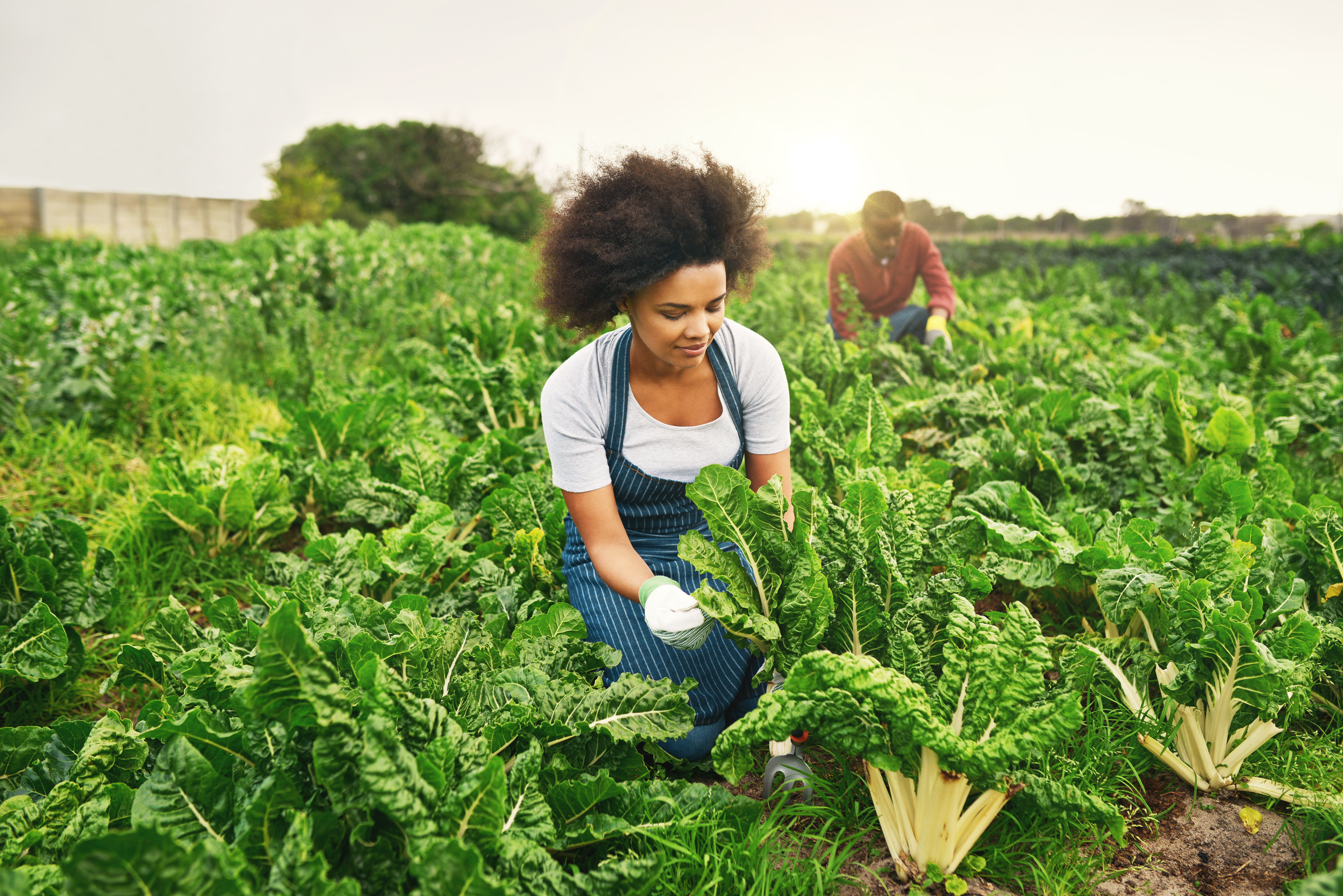 Sustainable Farming Practices